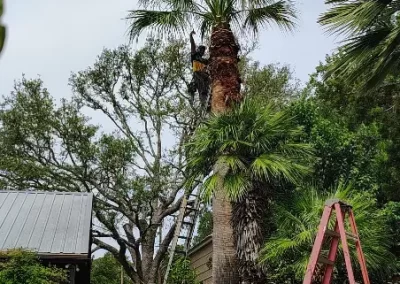 Tree Company
