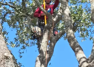 Tree Expert