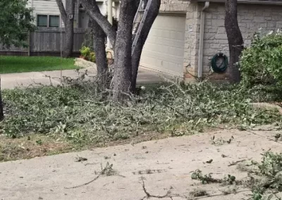 Tree Maintenance